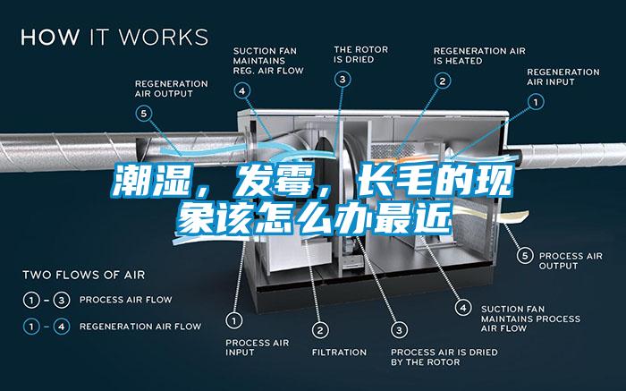 潮濕，發(fā)霉，長毛的現(xiàn)象該怎么辦最近